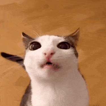 Crunch Cat